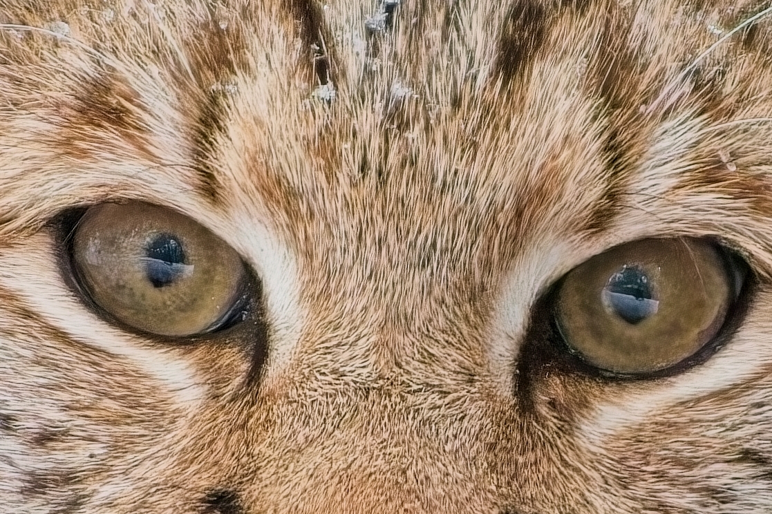 Close-up photograph of a bobcat’s eyes by Anton Kaska