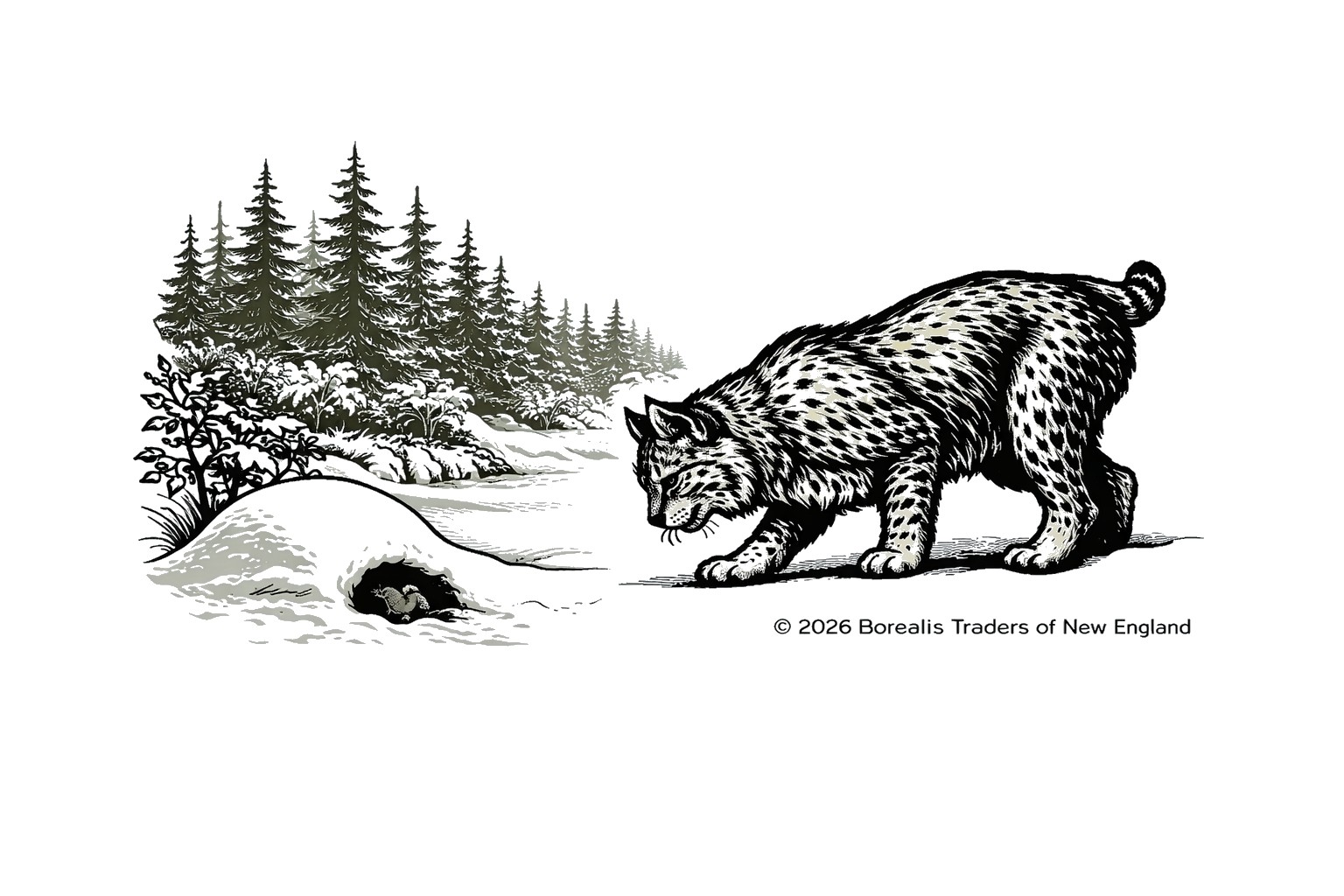 Bobcat in a woodland setting