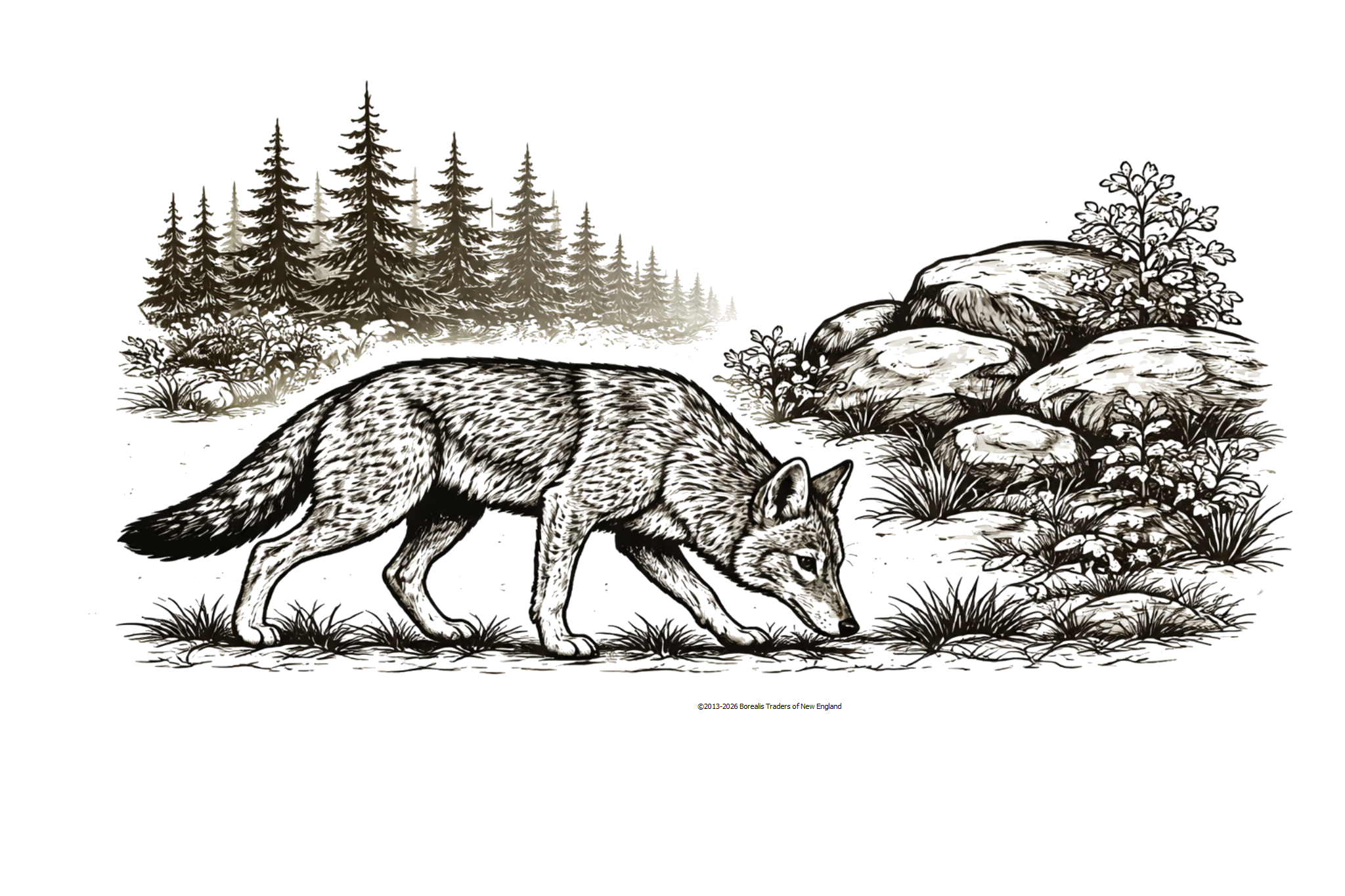 Coyote