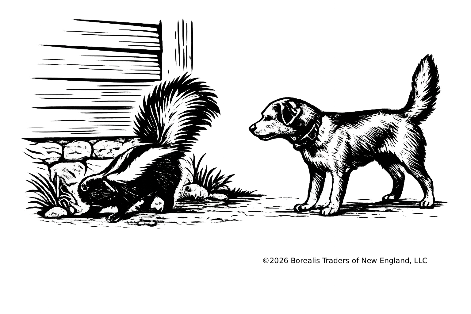 Striped Skunk