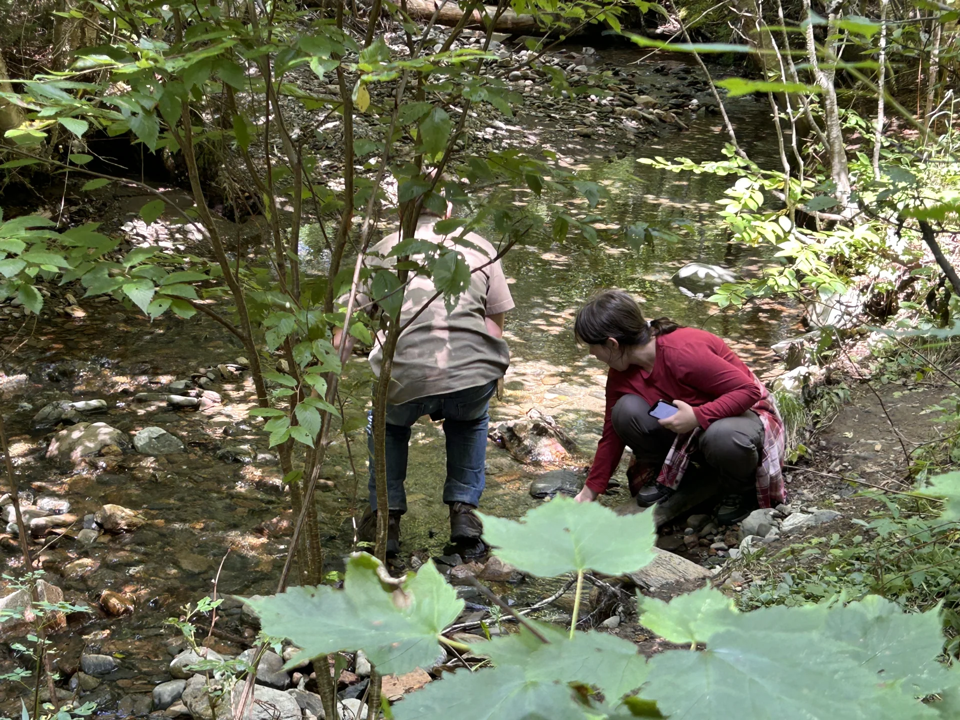Exploring a shallow woodland stream