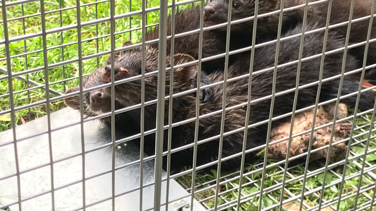Live fisher in a cage trap during a New Hampshire wildlife-control job. Wildlife removal cost in Southern NH