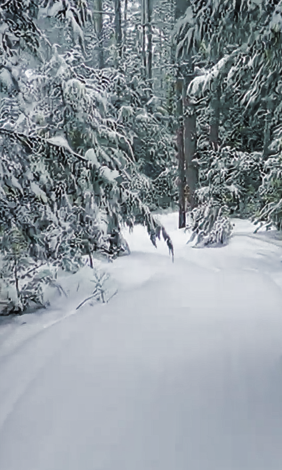 Snow-covered New England forest trail representing Borealis Traders field experience and outdoor judgment.